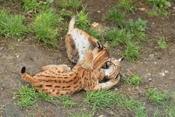 Euroasian lynx cubs in the bavarian national park in eastern germany, european wild cats, animals in european forests, lynx lynx 
