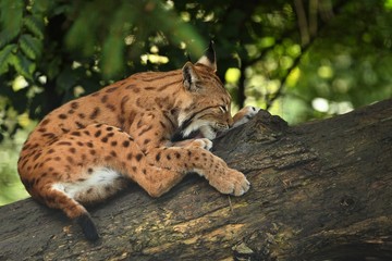 Naklejka na ściany i meble Euroasian lynx in the bavarian national park in eastern germany, european wild cats, animals in european forests, lynx lynx 