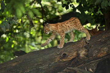 Euroasian lynx cub in the bavarian national park in eastern germany, european wild cats, animals in european forests, lynx lynx  © photocech