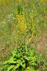 Fototapeta na wymiar Schwarze Königskerze (Verbascum nigrum)
