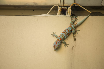 Gecko reptitle  lizard