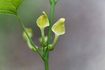European Birthwort (Aristolochia clematitis)