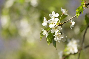 Branch of blooming cherry 