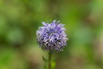 Macro photo of a Jasione heldreichii flower