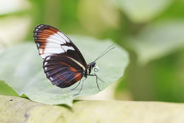 Obraz na płótnie Canvas Cydno Longwing tropical butterfly (Heliconius Cydno)