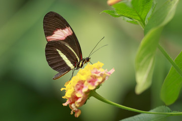 Close up of a red postman tropical butterfly Heliconius erato