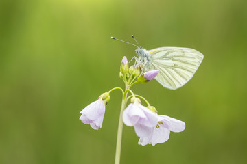 Green-veined white (Pieris napi) butterfly resting and feeding nectar