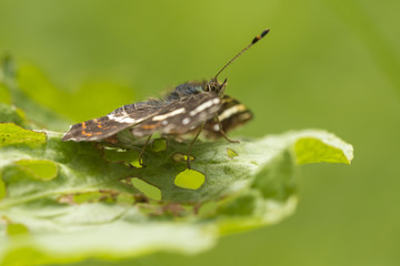 Side view of a map butterfly araschnia levana in summer outfit