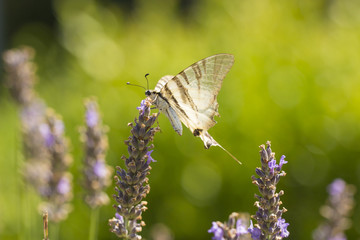 Scarce swallowtail butterfly (Iphiclides podalirius) butterfly on purple lavender flowers