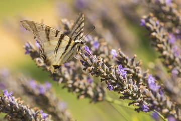 Scarce swallowtail butterfly (Iphiclides podalirius) butterfly on purple lavender flowers