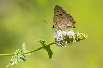 Obraz na płótnie Canvas Small or common copper butterfly lycaena phlaeas closeup