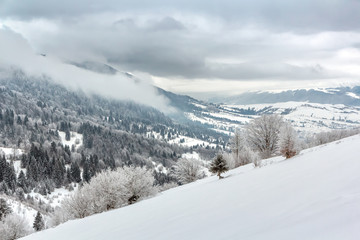 Winter diagonal landscape with snow-covered trees and an inscription space