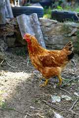Red chicken in the village.