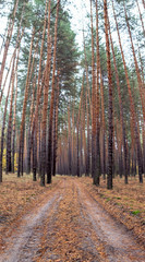 The road in the pine forest in the autumn.