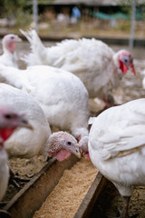 Breeding turkeys on a farm.