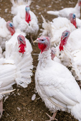 Breeding turkeys on a farm.