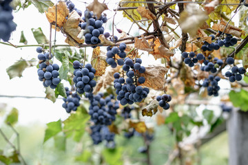 Grapes hanging on a bush.