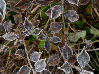 Frosty winter. Christmas. Cold - twenty-five degrees Celsius below zero. The leaves of the almond, covered with Needles of white frost, macro. Background.
