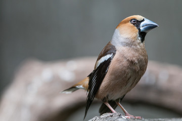 Fototapeta premium Hawfinch