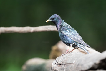 Common starling