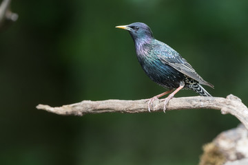 Common starling