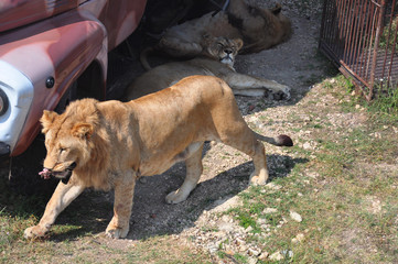 The male lion carries a piece of fresh meat in the teeth in a natural environment. Safari park in the Crimea