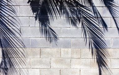  ombre de palmes sur mur en parpaings  © Unclesam