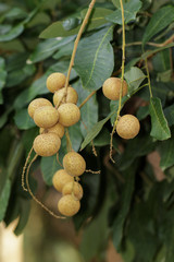 Obraz premium Longan fresh from the garden. Tropical fruits beautiful longan in Tak, Thailand. Longan orchards.