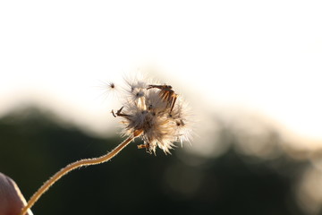 Grass flower with light from sunrise / sunset  background  hope and believe concept