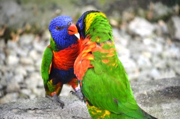 Parrots