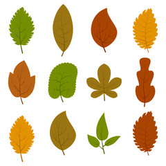 Set of twelve different autumn leaves isolated on white background. Vector illustration. 
