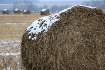 hay rolls in the snow on a plowed field