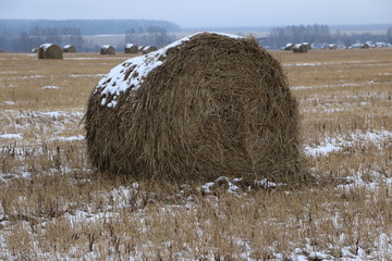 hay rolls in the snow on a plowed field