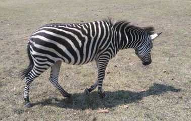 Fototapeta na wymiar Grevy's zebra (Equus grevyi), sometimes also said to be the imperial zebra.