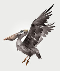isolated painted Pelican bird in flight, side view