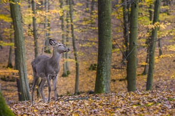 Obraz na płótnie Canvas Sika deer, (Cervus nippon), female, autumn forest