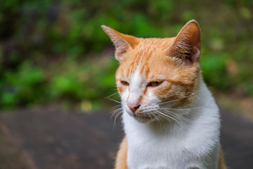 close-up orange cat sitting on wooden table outside