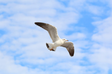 seagull flying in the blue sky