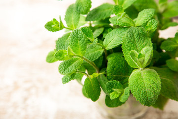 Bunch of Fresh green organic mint leaf on wooden table closeup. Selective focus. Mint.