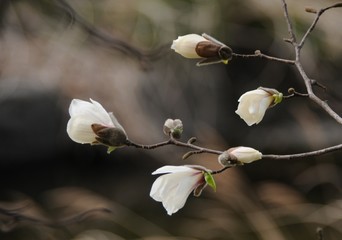 Fist Flower