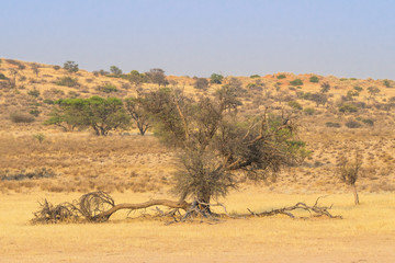 Dry Auob River Valley