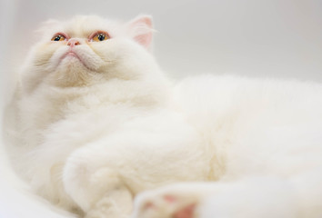 White color persian cat looking upon on white background