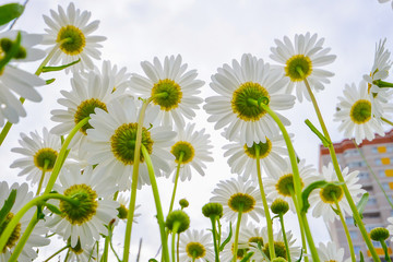 blooming daisies against the sky and high-rise buildings