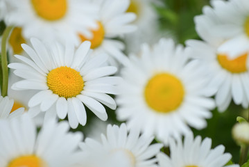 bright beautiful chamomile flowers close-up, daisies on the meadow.