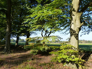 Natur Pur - wild nature - spring farm garden landlife moment - Frühling Bauernhof Landleben Moment - in Ostfriesland North Sea - Nordsee - North Germany - Norddeutschland ... :-) 