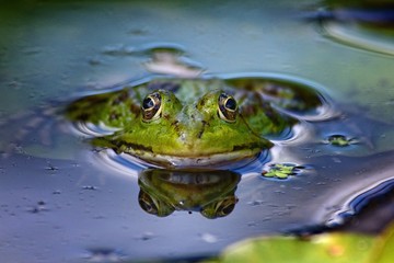 Frosch