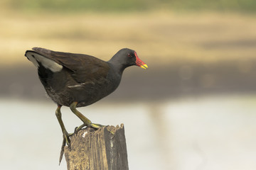 Common moorhen, Gallinula chloropus, climbing a wooden pole