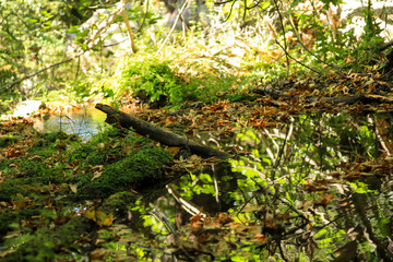 Fototapeta premium One log in a pond with fallen leaves