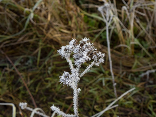 The first frosts. Old prickly grass, fringed with the white frost, macro.
