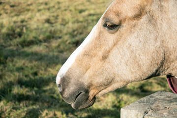 Close view of horses head.